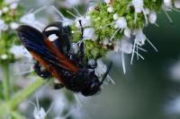 Scolia sexmaculata