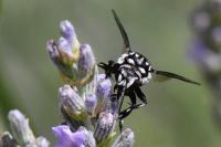 Thyreus ramosus