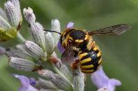 Anthidium manicatum