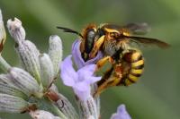 Anthidium manicatum