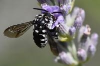 Thyreus ramosus