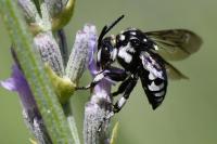 Thyreus ramosus