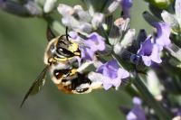 Anthidium manicatum