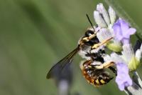 Anthidium manicatum