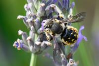 Anthidium manicatum