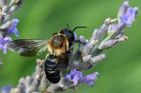 Megachile sculpturalis