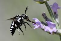 Thyreus ramosus