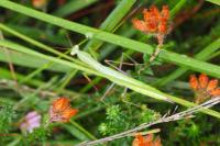 Mantis religiosa