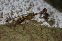 Mantispa styriaca
