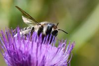 Lithurgus cornutus
