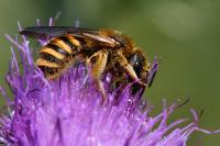 Halictus scabiosae