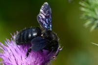 Xylocopa violacea