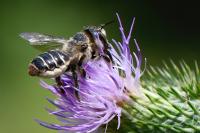 Lithurgus cornutus