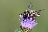 Lithurgus cornutus