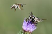 Lithurgus cornutus