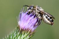 Lithurgus cornutus