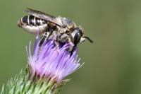 Lithurgus cornutus