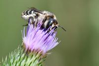 Lithurgus cornutus