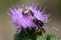 Vespa velutina