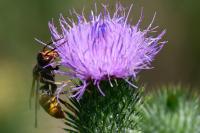 Vespa velutina