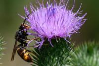 Vespa velutina