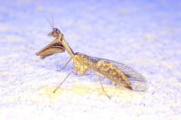 Mantispa styriaca