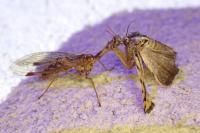Mantispa styriaca