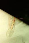 Italochrysa italica