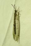 Distoleon tetragrammicus
