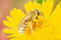 Seladonia subaurata