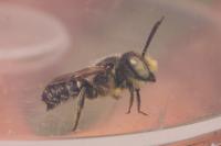 Megachile
