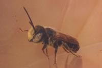 Megachile