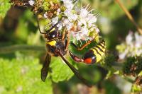 Delta unguiculatum