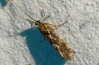 Agrypnia varia