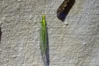 Chrysoperla carnea
