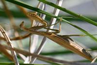 Mantis religiosa