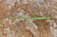 Clonopsis gallica