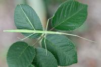 Clonopsis gallica