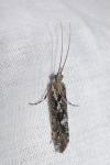 Glyphotaelius pellucidus