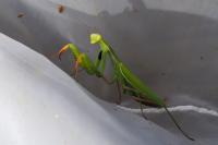 Mantis religiosa