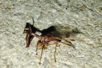 Mantispa styriaca