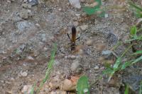 Sceliphron caementarium