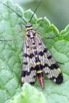 Panorpa vulgaris