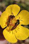 Athalia bicolor