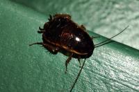 Loboptera decipiens