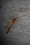 Enicospilus ramidulus