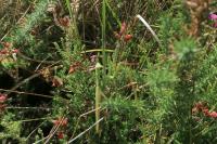 Mantis religiosa