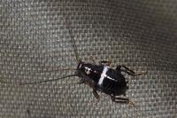 Planuncus vinzi