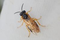 Selandria serva