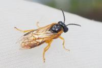 Selandria serva